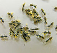 Pest Management