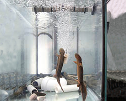 Hellbender in Fish tank