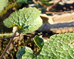 Invasive plants