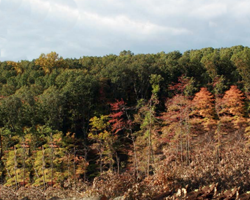 Autumn Tree Line