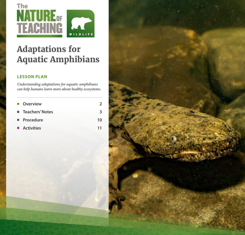 Adaptions for Aquatic Amphibians publication