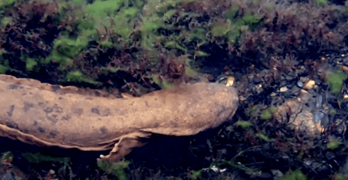 Closeup of hellbender swimming.