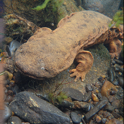 Farmers Helping Hellbenders