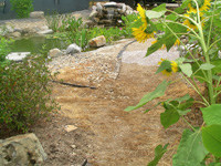 Backyard wildlife habitat.