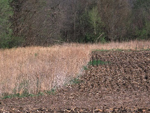 Buffer Strips