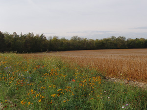 Farm field landscape.