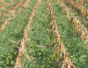 Cover Crops