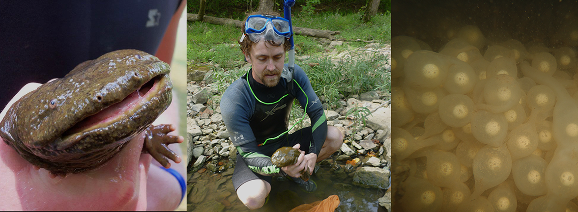 Hellbender held by wildlife biologist.