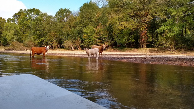 Cows in river adding manure leading to excess nutrients. Photo credit: Sherri Reinsch.