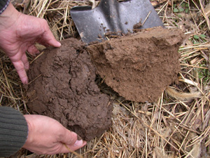 Shovel and a person's hands holding dirt.