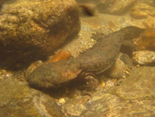 Hellbender in their habitat.