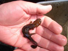 Hellbender in a human hand.