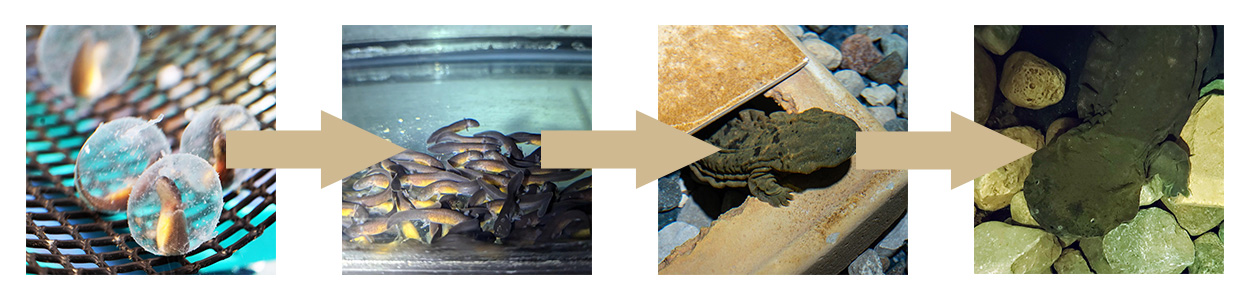 The age progression of hellbender. Egg, to hatched, to juvenile, to adults.