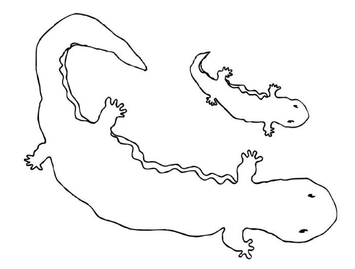 Coloring page with hellbender and baby.