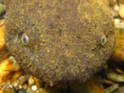 Closeup of the hellbender's face.