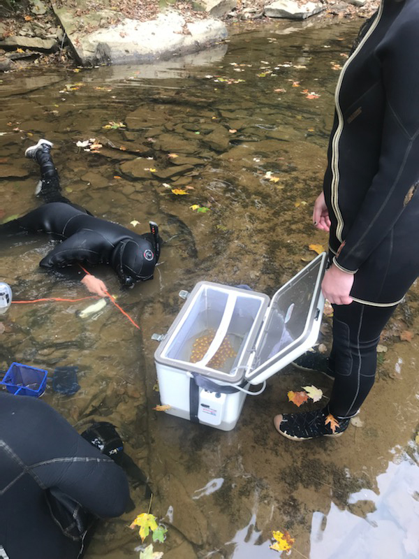 Staff members collecting hellbender eggs 