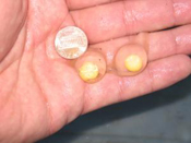 Hand holding hellbender eggs.