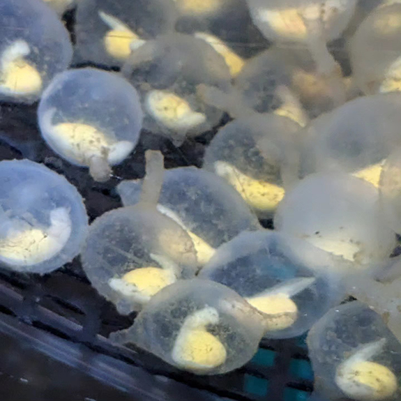Hand holding hellbender eggs.