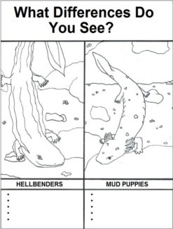 Coloring page titled what differences do you see.