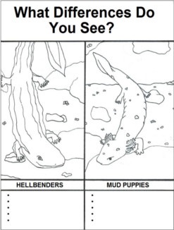 Coloring page of a hellbender and a mud puppy titled what differences do you see.