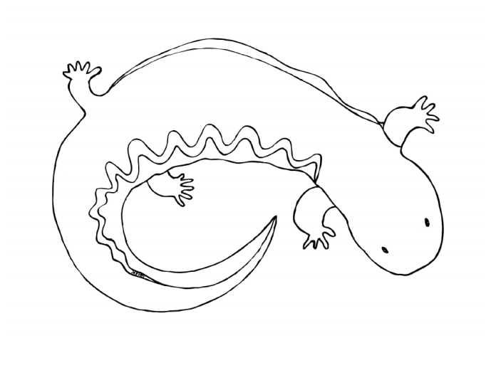 Coloring page with hellbender showing five toes.