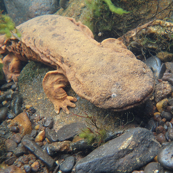Closeup of the hellbender's face.
