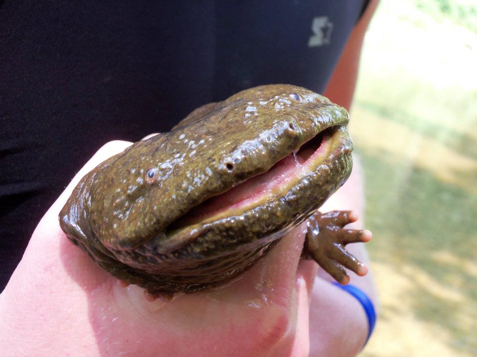 Hellbender being held.