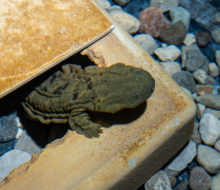 Juvenile hellbender in artificial stream.