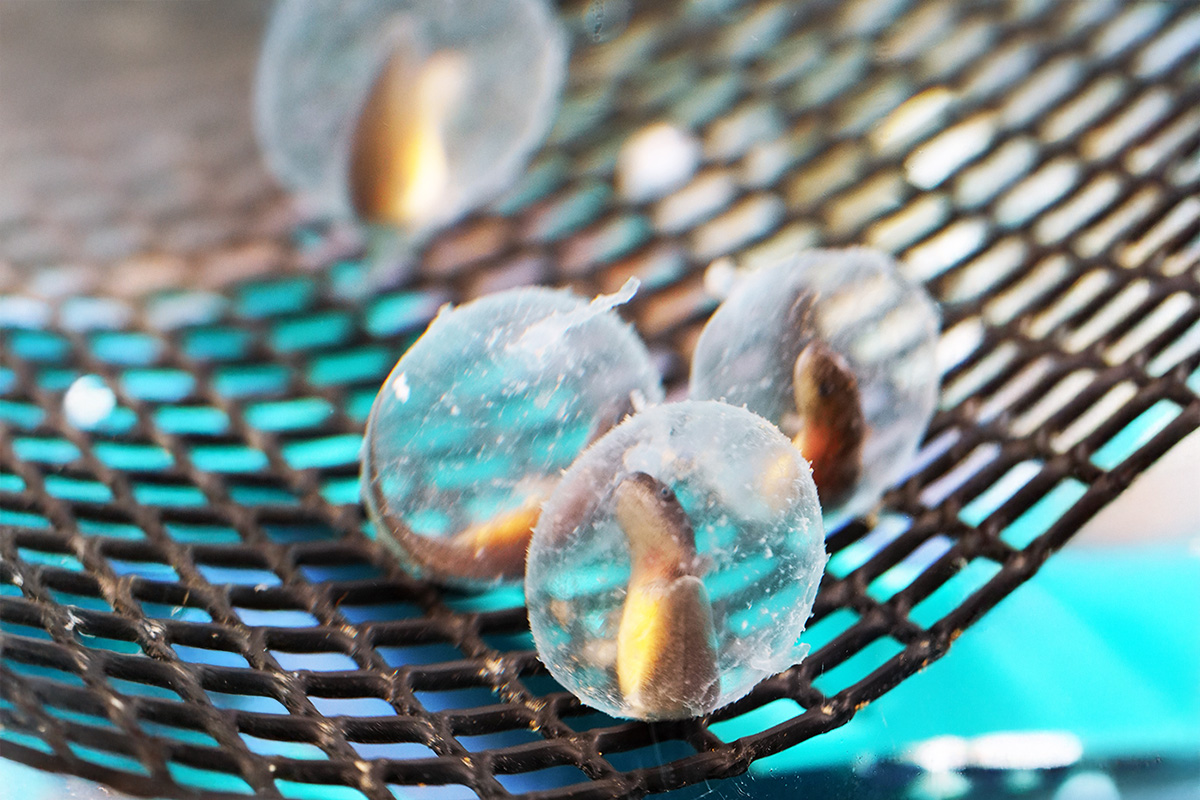 Hellbender eggs in tank.