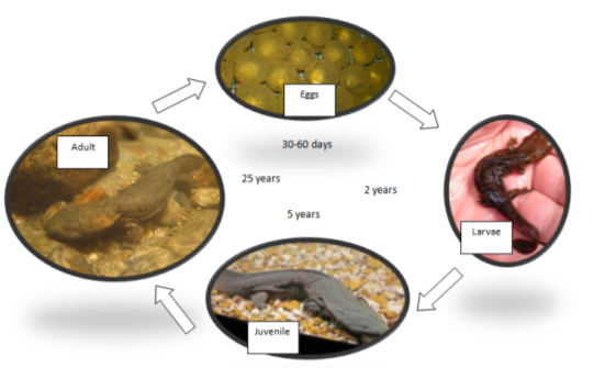 The hellbender lifecycle. Eggs, larvae, juvenile, adult.