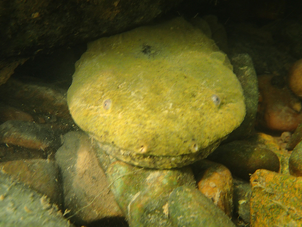 Hellbender male guarding.