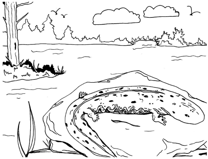 Coloring page of hellbender on rock