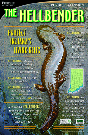 Hellbender poster.