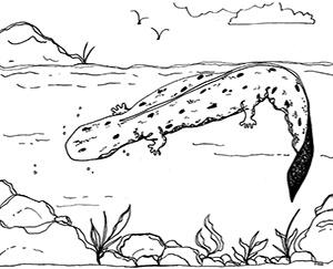 Coloring page with hellbender swimming.