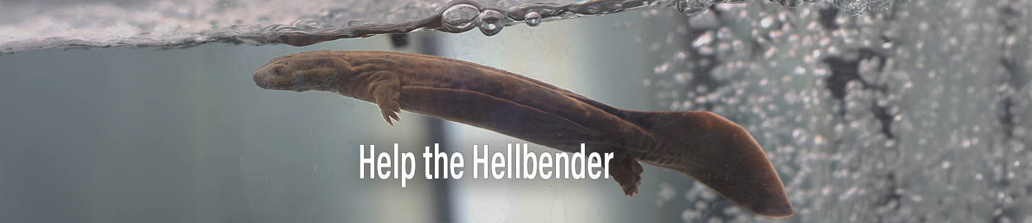 Hellbender swimming in tank with bubbles, Help the Hellbender website.