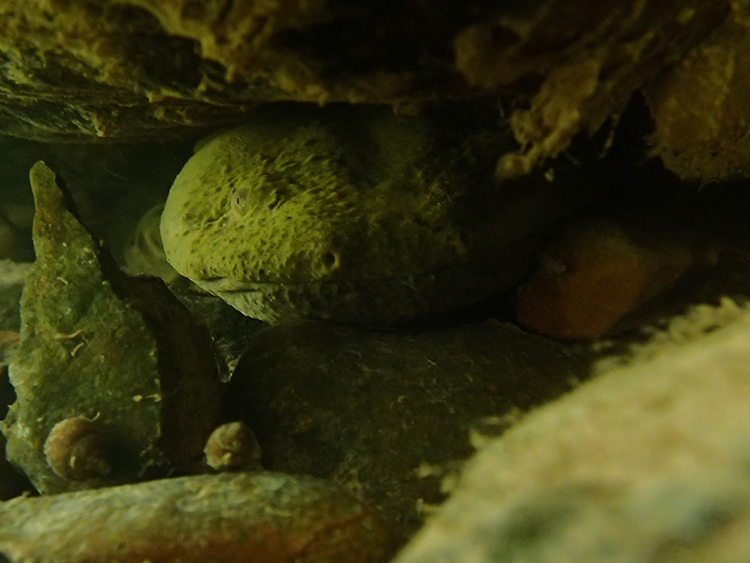 Hellbender under a rock