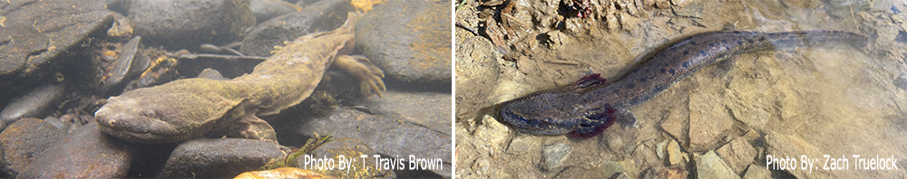 Banner of a hellbender and mudpuppy