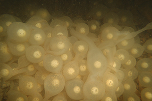 Hellbender eggs.