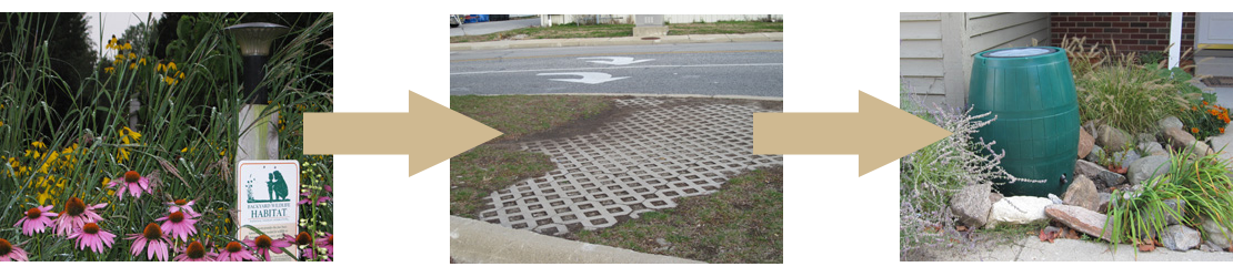 Rain garden photo with arrow going to drainage sheet in landscape with arrow going to rain barrel.