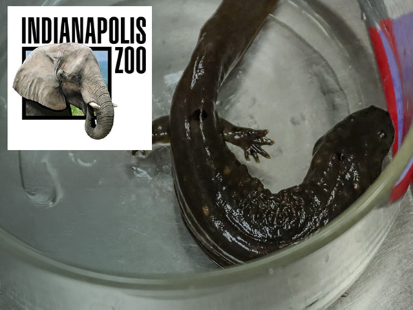 Indianapolis Zoo logo with photo of hellbender.