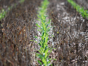 No-Till Farming.