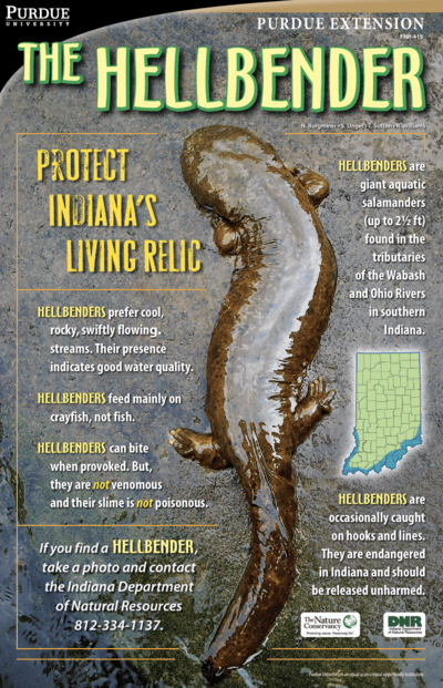 Hellbender poster.