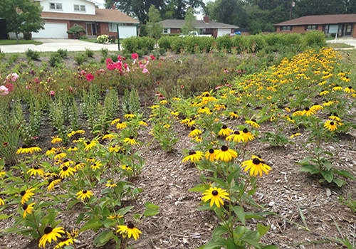 Neighborhood changed landscape to help with water runoff.
