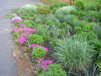 Rain garden.