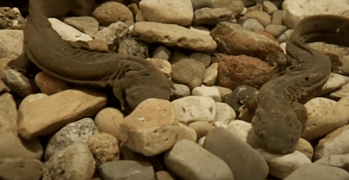 Two juvenile hellbenders in the water on rocks.