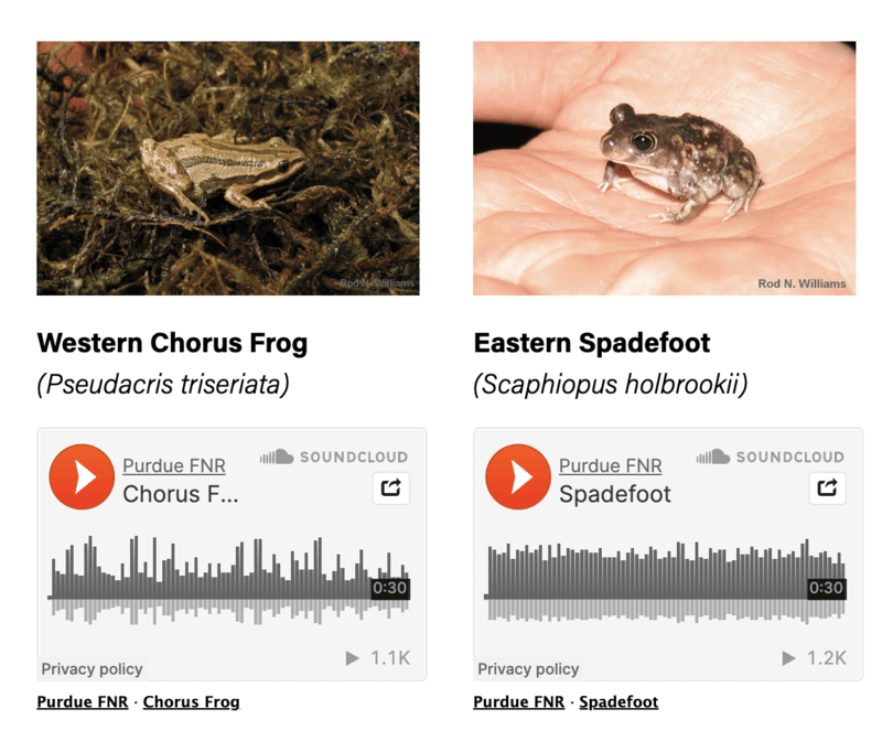 Pictures of a western chorus frog and eastern spadefoot frog and audio recordings below then with a play icon.
