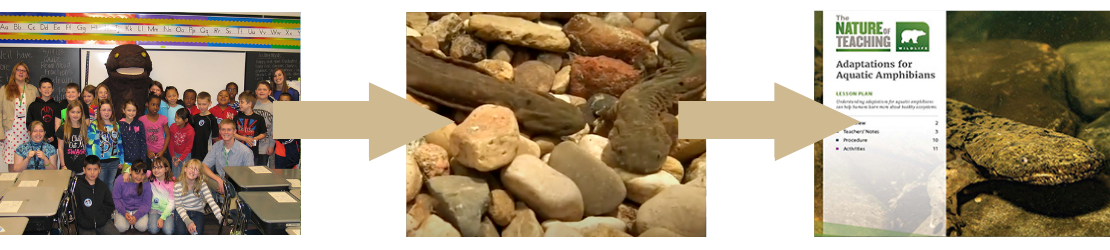 Help the Hellbender presentation with kids with gold arrow to thumbnail of youtube video of Juvenile Hellbenders with another gold arrow to Nature of Teaching promotional photo