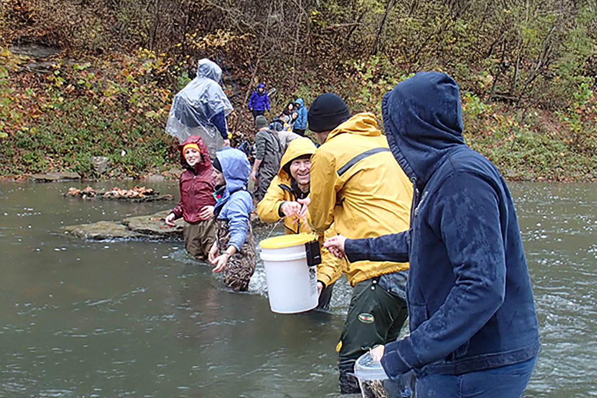 Transporting hellbenders in river.