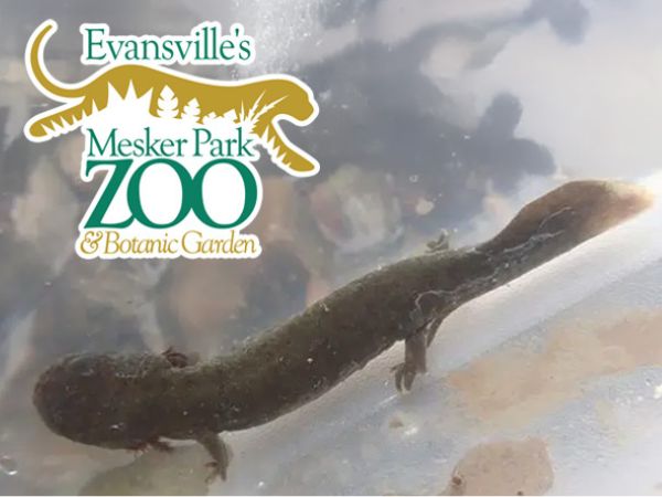 Meskar Park Zoo logo with photo of hellbender.