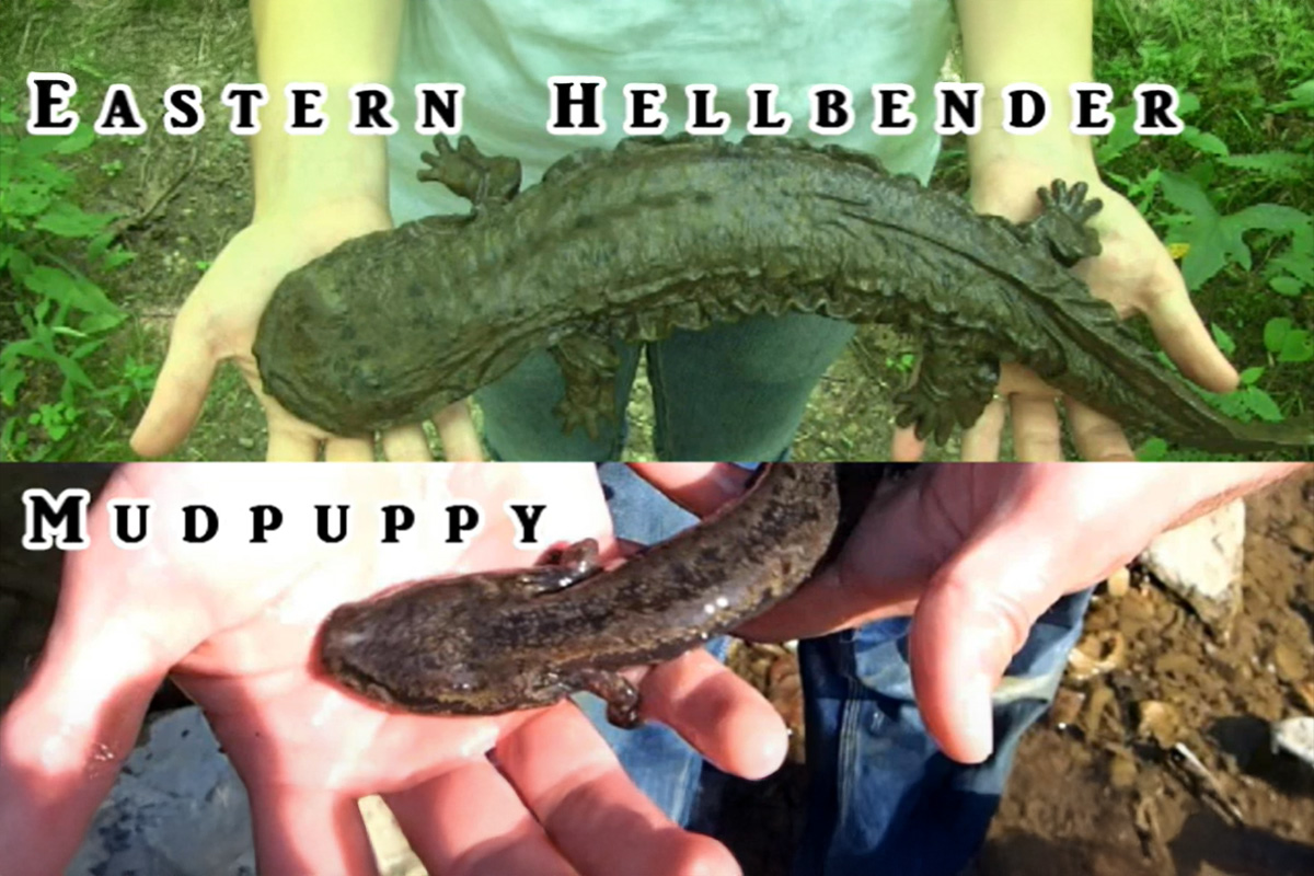 Screen shot of Eastern Hellbender vs Mudpuppy identification video.
